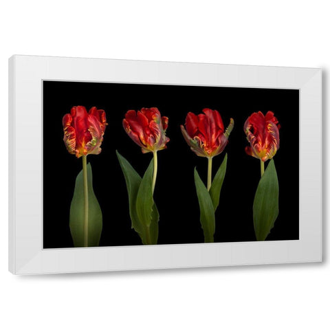 Rococo Tulips White Modern Wood Framed Art Print by Frank, Assaf