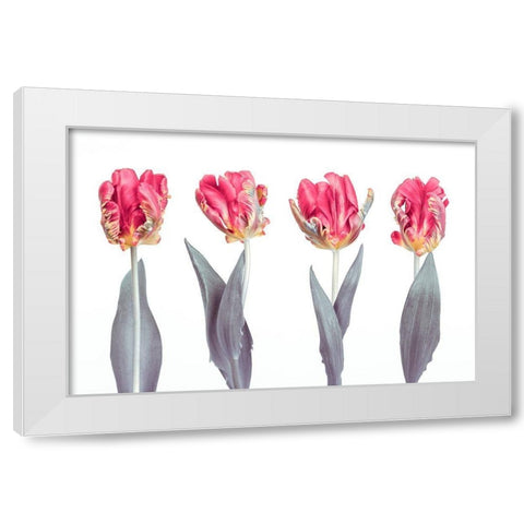 Rococo Tulips White Modern Wood Framed Art Print by Frank, Assaf