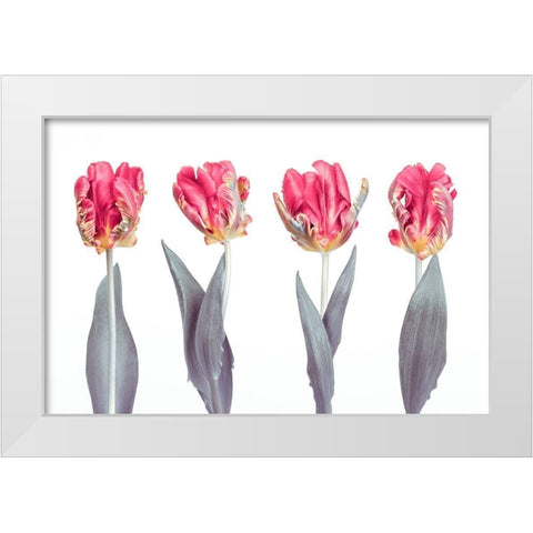 Rococo Tulips White Modern Wood Framed Art Print by Frank, Assaf