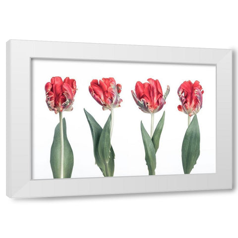 Rococo Tulips White Modern Wood Framed Art Print by Frank, Assaf