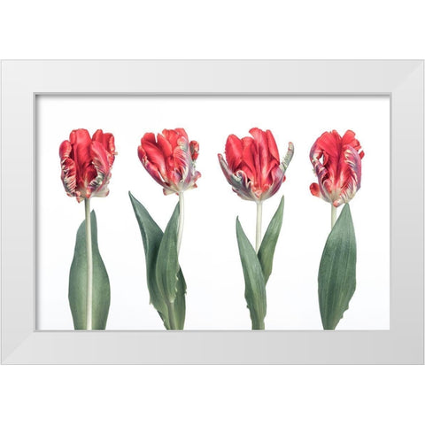 Rococo Tulips White Modern Wood Framed Art Print by Frank, Assaf