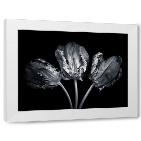 Rococo tulips White Modern Wood Framed Art Print by Frank, Assaf