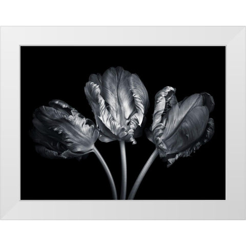 Rococo tulips White Modern Wood Framed Art Print by Frank, Assaf