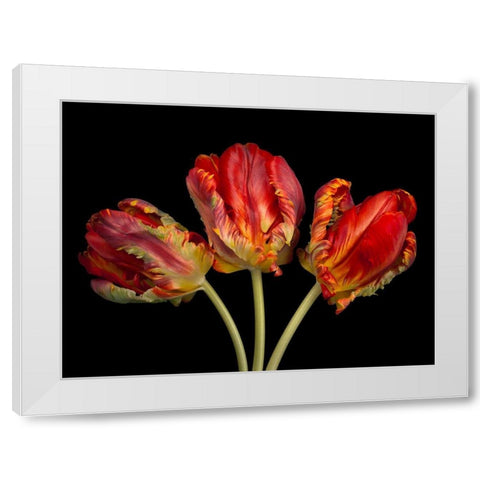 Rococo tulips White Modern Wood Framed Art Print by Frank, Assaf