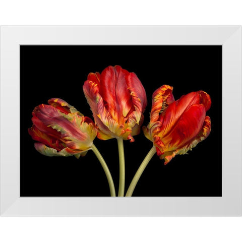 Rococo tulips White Modern Wood Framed Art Print by Frank, Assaf