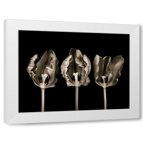 Rococo tulips White Modern Wood Framed Art Print by Frank, Assaf