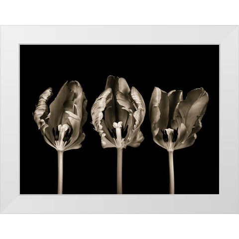 Rococo tulips White Modern Wood Framed Art Print by Frank, Assaf