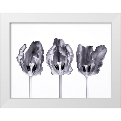Rococo tulips White Modern Wood Framed Art Print by Frank, Assaf