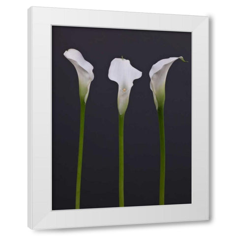 Three Calla Lily flowers White Modern Wood Framed Art Print by Frank, Assaf