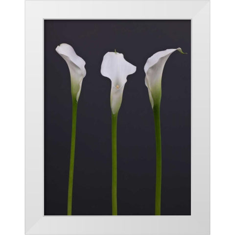 Three Calla Lily flowers White Modern Wood Framed Art Print by Frank, Assaf