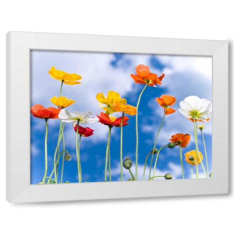 Poppies against blue skies White Modern Wood Framed Art Print by Frank, Assaf