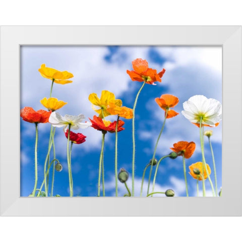 Poppies against blue skies White Modern Wood Framed Art Print by Frank, Assaf