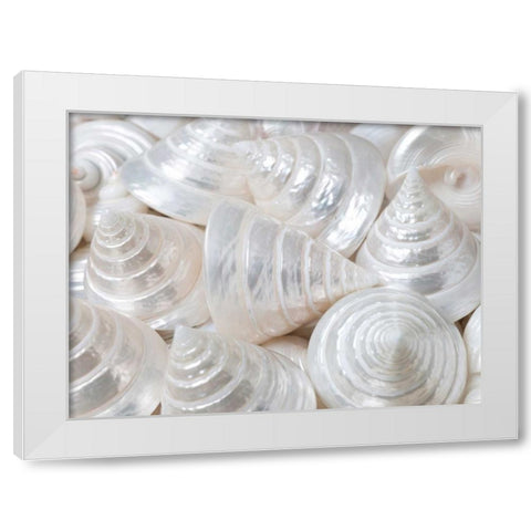 Pearl Troca sea shells close-up White Modern Wood Framed Art Print by Frank, Assaf