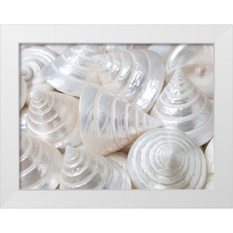 Pearl Troca sea shells close-up White Modern Wood Framed Art Print by Frank, Assaf