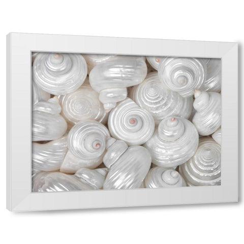 Mixed pearly sea shells close-up White Modern Wood Framed Art Print by Frank, Assaf