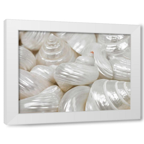 Mixed pearly sea shells close-up White Modern Wood Framed Art Print by Frank, Assaf