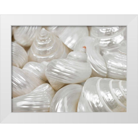 Mixed pearly sea shells close-up White Modern Wood Framed Art Print by Frank, Assaf