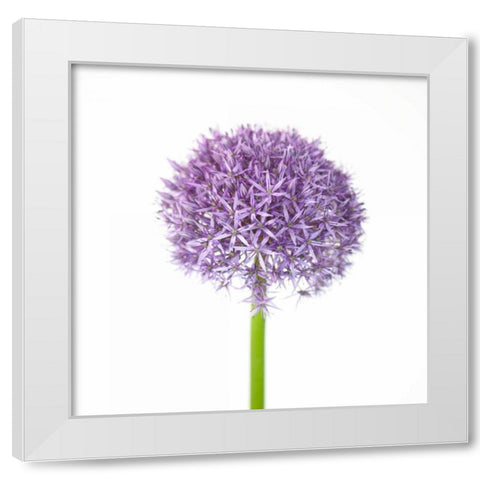 Allium flower close-up White Modern Wood Framed Art Print by Frank, Assaf