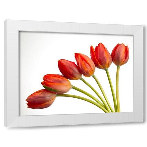 Tulip flowers White Modern Wood Framed Art Print by Frank, Assaf