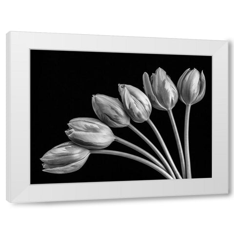 Tulip flowers in fan shape arrangment, FTBR-1816 White Modern Wood Framed Art Print by Frank, Assaf