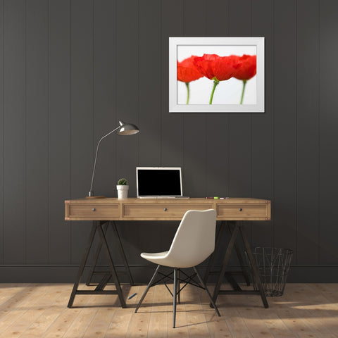 Three red poppies, close-up White Modern Wood Framed Art Print by Frank, Assaf