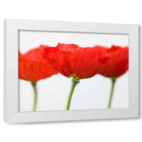 Three red poppies, close-up White Modern Wood Framed Art Print by Frank, Assaf