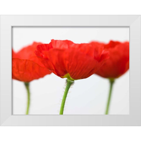 Three red poppies, close-up White Modern Wood Framed Art Print by Frank, Assaf