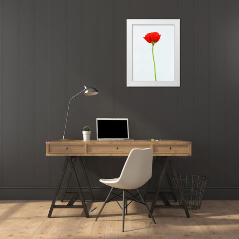 Single poppy flower White Modern Wood Framed Art Print by Frank, Assaf