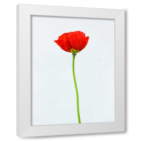 Single poppy flower White Modern Wood Framed Art Print by Frank, Assaf