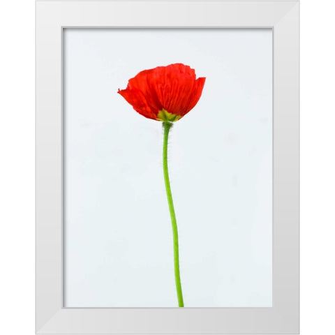 Single poppy flower White Modern Wood Framed Art Print by Frank, Assaf