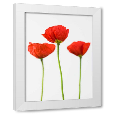 Three poppy flowers White Modern Wood Framed Art Print by Frank, Assaf