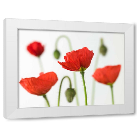 Poppy flowers and buds, close-up White Modern Wood Framed Art Print by Frank, Assaf