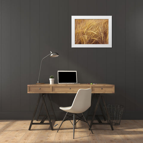 Wheat Field White Modern Wood Framed Art Print by Frank, Assaf