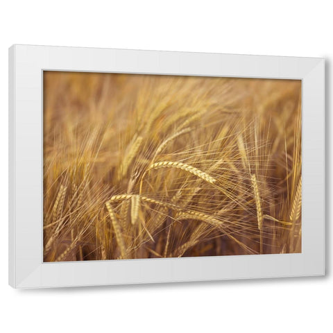 Wheat Field White Modern Wood Framed Art Print by Frank, Assaf