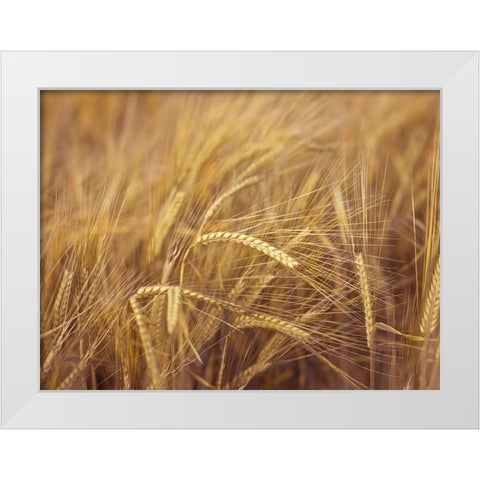 Wheat Field White Modern Wood Framed Art Print by Frank, Assaf