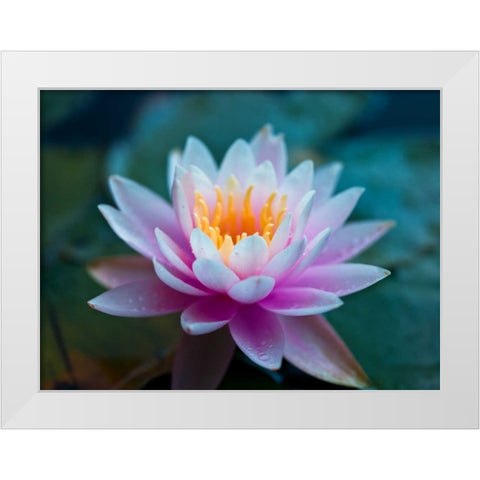 Water Lily close-up White Modern Wood Framed Art Print by Frank, Assaf