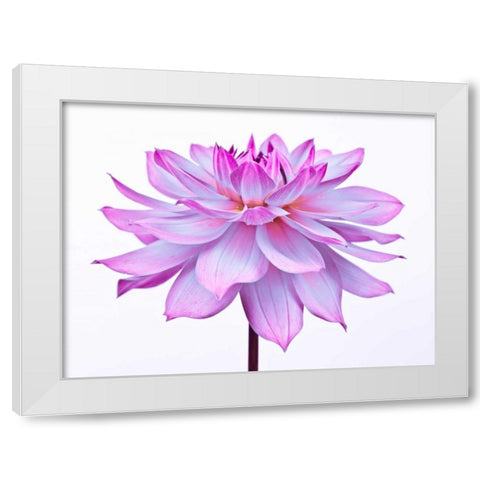 Dahlia Flower White Modern Wood Framed Art Print by Frank, Assaf