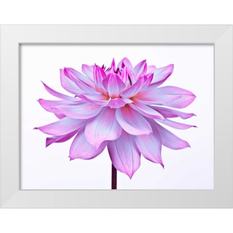 Dahlia Flower White Modern Wood Framed Art Print by Frank, Assaf