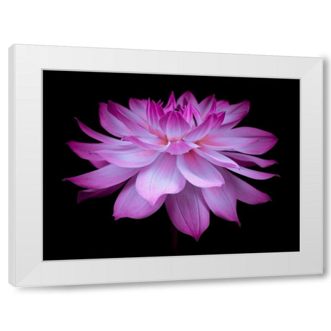 Dahlia Flower White Modern Wood Framed Art Print by Frank, Assaf