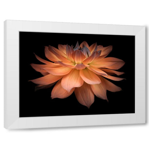 Dahlia Flower White Modern Wood Framed Art Print by Frank, Assaf