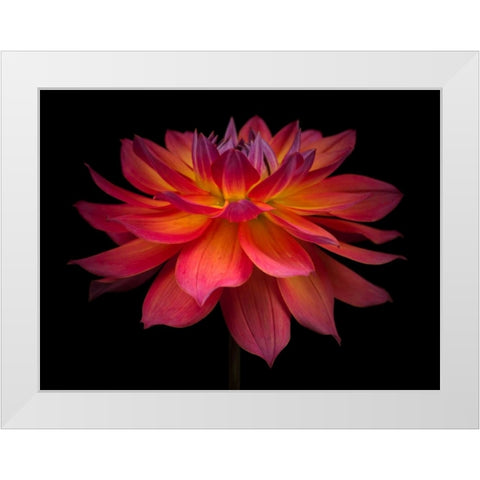 Dahlia Flower White Modern Wood Framed Art Print by Frank, Assaf