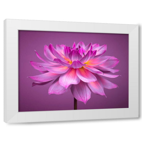 Dahlia Flower White Modern Wood Framed Art Print by Frank, Assaf