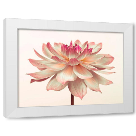 Dahlia Flower White Modern Wood Framed Art Print by Frank, Assaf