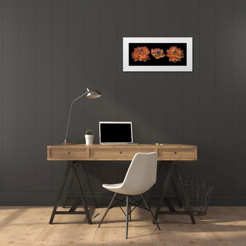 Three Dahlia flowers White Modern Wood Framed Art Print by Frank, Assaf