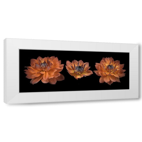 Three Dahlia flowers White Modern Wood Framed Art Print by Frank, Assaf