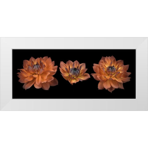 Three Dahlia flowers White Modern Wood Framed Art Print by Frank, Assaf
