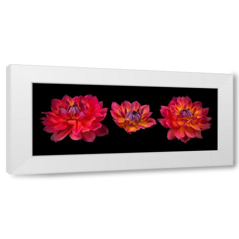 Three Dahlia flowers White Modern Wood Framed Art Print by Frank, Assaf