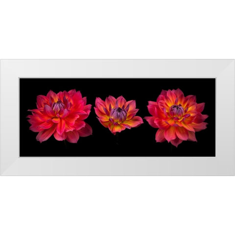 Three Dahlia flowers White Modern Wood Framed Art Print by Frank, Assaf