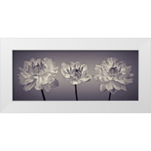 Three Dahlia flowers White Modern Wood Framed Art Print by Frank, Assaf