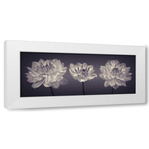 Three Dahlia flowers White Modern Wood Framed Art Print by Frank, Assaf